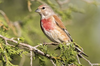 Common Linnet (Linaria cannabina) male, Castile and Leon, Spain