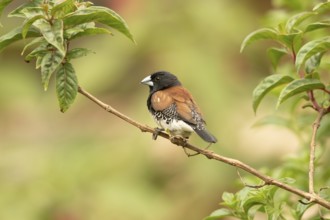 Black-and-white Mannikin (Lonchura bicolor), Masai Mara, Kenya