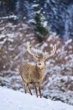 Red deer (Cervus elaphus) stag on a snowy meadow in the mountains in tirol, Kitzbühel, Wildpark