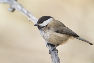 Songar Tit - Songarmeise - Poecile montanus ssp. songarus, Kazakhstan