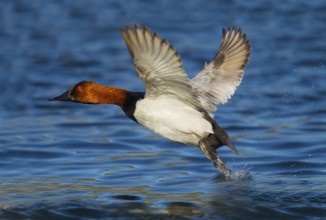 Canvasback Aythya valisineria Tucson, Pima County, Arizona, United States 13 February Adult Male