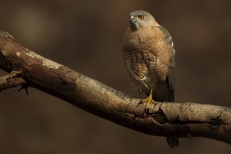 Shikra (Accipiter badius), Rajasthan, India