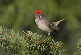 Ruby-crowned Kinglet (Regulus calendula) male, Arizona, USA