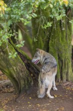 One adult male eurasian gray wolf (Canis lupus lupus) standing in front of an old split tree at a