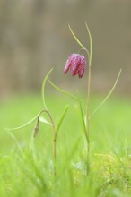 Snake's head fritillary (Fritillaria meleagris), In bloom in a meadow, inflorescence, spring,
