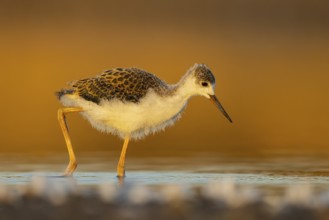 Black-winged Stilt (Himantopus himantopus) juvenile foraging, North Rhine-Westphalia, Germany