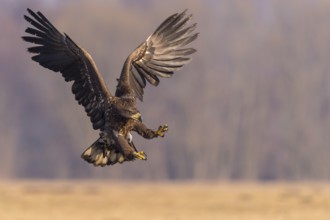 White-tailed Eagle (Haliaeetus albicilla) juvenile flying, Kutno, Poland