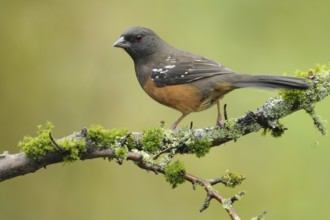 Spotted Towhee (Pipilo maculatus), British Columbia, Canada