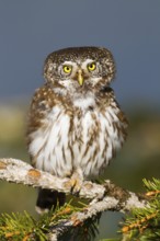 Eurasian Pygmy Owl (Glaucidium passerinum), Vorarlberg, Austria