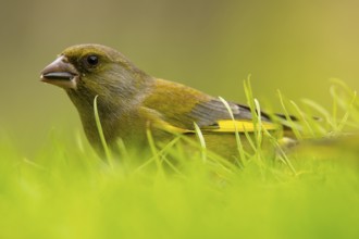 A European Greenfinch, Chloris chloris, delicately navigates through vibrant green grass,