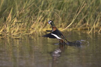 African Pygmy Goose (Nettapus auritus) taking flight, Lake, Awasa, Ethiopia