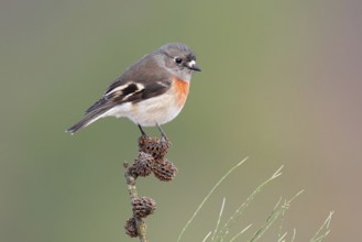 Scarlet Robin (Petroica boodang) female, Victoria, Australia