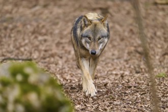 An attentive wolf approaches on a forest path, Wolf (Canis Lupus), Germany