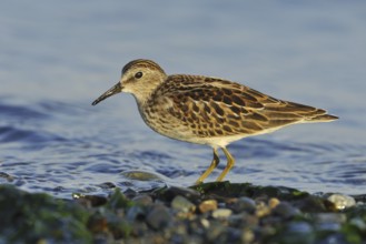 Least Sandpiper (Calidris minutilla), British Columbia, Canada