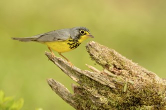 Canada Warbler (Cardellina canadensis) male, Texas, USA