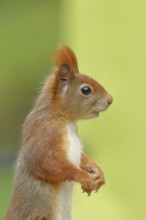 Eurasian red squirrel (Sciurus vulgaris), animal portrait, lateral view, Wilden, North
