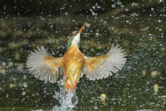 Common Kingfisher (Alcedo atthis) female fishing, Lower Saxony, Germany