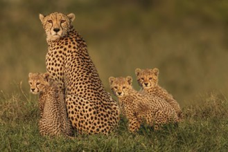 Cheetah (Acinonyx jubatus) female with 3 cubs, Masai Mara, Kenya