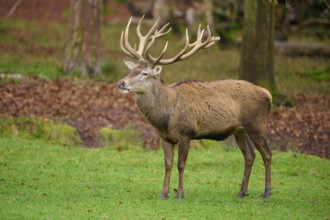 Stag with magnificent antlers standing majestically in an autumnal forest landscape, Red deer