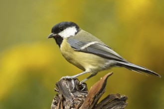 Great Tit (Parus major), Rhineland-Palatinate, Germany