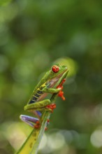 Red-eyed tree frog (Agalychnis callidryas), sitting on a leaf, Heredia province, Costa Rica