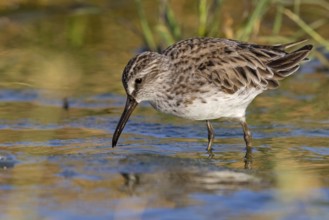 Marsh Sandpiper, (Calidris falcinellus), (Limicola falcinellus), animals, birds, wading bird from