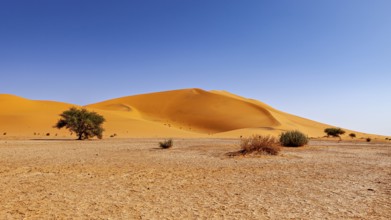 Small vegetation in the vast desert landscape with imposing dunes, The sand dunes of the Sahara in