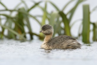 Hoary-headed Grebe (Poliocephalus poliocephalus), Victoria, Australia