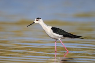 Black-winged Stilt (Himantopus himantopus) foraging, Lesvos, Greece