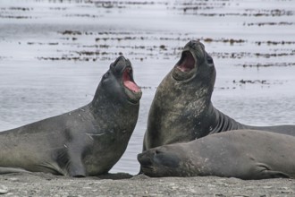 Animals, mammals, resting elephant seal, South Georgia, Antarctica