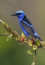 Male Red-legged Honeycreeper (Cyanerpes cyaneus) at Laguna Lagarto Lodge near Boca Tapada, Costa