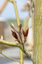 Kyushu Maple (Acer capillipes), State Garden Show, Germany