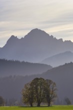 Bare tree in front of a misty mountain landscape in the morning light, near Schwangau, Allgäu,