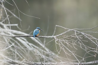 A vibrant kingfisher sits on a bare twig overlooking a serene, misty lake, displaying its vivid