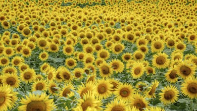 A vibrant field densely packed with blooming sunflowers, showcasing petals of yellow and rich brown