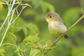Orpheus warbler, (Hippolais polyglotta), Hypolaïs polyglotte, animals, birds, songbirds, reed