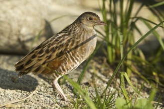 Corn Crake (Crex crex)