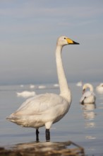 Whooper Swan (Cygnus cygnus), Baden-Wuerttemberg, Germany