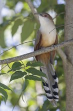 Great Lizard Cuckoo (Coccyzus merlini) perched on a branch in Cuba