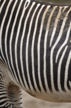 Close-up of zebra skin with high-contrast stripe pattern and soft texture, Grevyzebra (Equus
