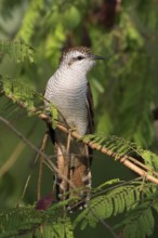 Banded Bay Cuckoo (Cacomantis sonneratii), Fang, Chiang Mai, Thailand
