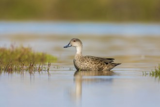 Grey Teal (Anas gracilis), Victoria, Australia