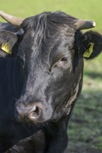 Portrait of a black cow, Franconia, Bavaria, Germany