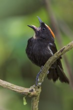 Flame-crested Tanager (Tachyphonus cristatus) perched on a branch in the Atlantic rainforest of
