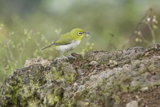 Japanese White-eye (Zosterops japonicus), Hawaii, USA
