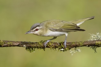 Red-eyed Vireo (Vireo olivaceus), Texas, USA