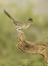 Greater Roadrunner (Geococcyx californianus), Arizona, USA