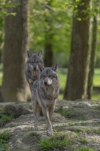 Two eurasian gray wolves (Canis lupus lupus) standing in an open forest, showing social behaviour.