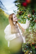 A beautiful pregnant woman with long red hair picks an apple in a sunlit orchard. She wears a cozy
