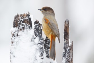 Siberian Jay (Perisoreus infaustus), Finland